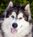 Tally - 3 yo male Malamute