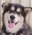 Arnie - 2 yo male Malamute