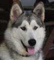 Sarsha - female Malamute