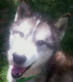 Keesha - 10 yo female Malamute