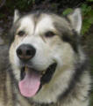 Tyson - 2 yo male Malamute