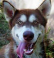 Beattie - 4yo female Malamute