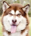 Delta - 2yo female Malamute