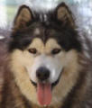 Thunder - male Alaskan Malamute