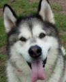 Ben - 10 yo male Malamute