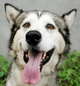 Daisy - 3 yo female Malamute