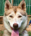 Female Malamute X Husky at Blacktown Pound