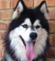 Buddy - 2 yo male Malamute