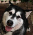 Ellie - 5 year old female Alaskan Malamute