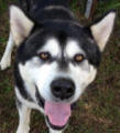 Katan - 2 yo male Malamute