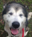 Tekira - 11 yo female Malamute