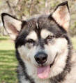 Taya - 5 yo female Malamute