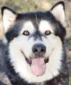 Breeze - 4 yo female Malamute