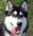 Lucie - 1 yo female Malamute