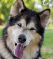 Kenai - 4 yo male Malamute