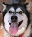 Ella - 3 yo female Malamute