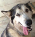 Amarouk - 2 yo female Malamute