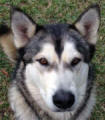 Boston - 4yo male Malamute