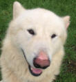 Bear - 2 yo male Malamute