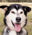 Nanook - 10 yo female Malamute