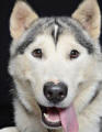 Kitana - 1 yo female Malamute