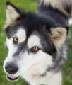 Suzie - 4 yo female Malamute