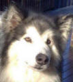 Rocky - 2 yo male Malamute