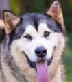 Bear - 2 yo male Malamute