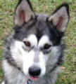 Tikaani - 3yo female Malamute