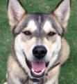 Adonis - 18 month old male Malamute X