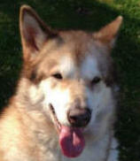 Reilly - 6 yo male Malamute