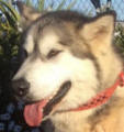 Nikita - 3 yo female Malamute