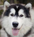 Whiskey - 1 yo female Malamute