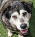 Max - 6 yo male Malamute X