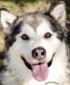 Ellie - 5 yo female Alaskan Malamute