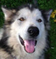 Skyla - 4 yo female Malamute