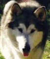 Rex - 8 yo male Malamute