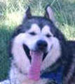 Rolly - 2 yo male Malamute