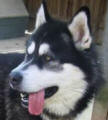 Jax - 3 yo male Malamute