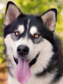 Nahla - 2 yo female Malamute