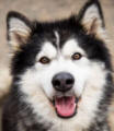 Arnie - 3 yo male Malamute