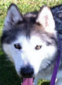 Sasha - 10 yo female Malamute