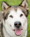 DJ - 8 yo male Malamute