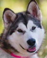 Alaska - 1 yo female Malamute