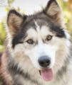 Charli - 2 yo female Malamute