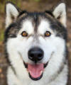 Chu - 7 yo male Malamute