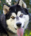 Sasha - female Malamute