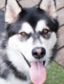 Zoe - 1 yo female Malamute x Husky