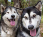 Tico & Sookie - 10 yo & 2 yo male & female Malamutes