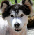 Bindi - 2 yo female Malamute